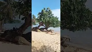 The beach is her favorite playground #beach #playground #playtime #happy