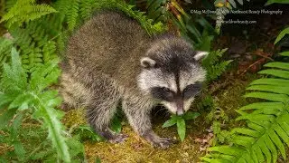 A Baby Raccoon Calls for Mom (HD)