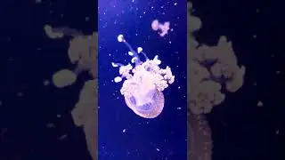 Медузы, очень много медуз
