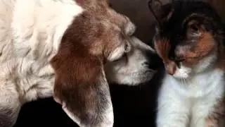 Новая русская музыка . Просто хит! Вы  должны это увид...
