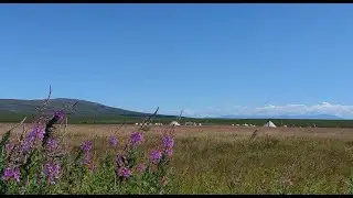 Кочевники Крайнего Севера / Каслание оленеводов / Аргиш кочевников