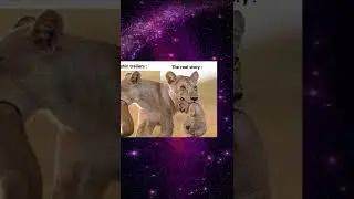Memes | Genshin Impact | 