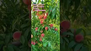 #uzbekistan #fruitcultivation #toshkent #farming #fruit #fruitfarming #garden