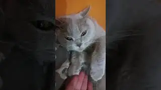 Соня балдеет #catshorts #cats #shortsclip #video
