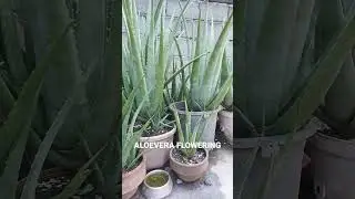 Aloevera Flowering....9 month old...