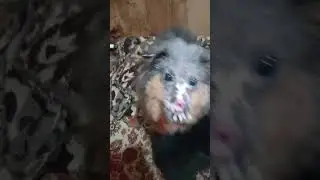 Фенечка которого жгли на кладбище   