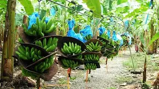 How To Banana Harvesting Cableway | Banana Processing in factory   Banana Farm