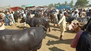 buffalo mandi punjab-cow mandi price today