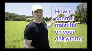 How to effectively control mastitis in your dairy cows on your dairy farm
