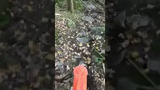 Rooster on Deliverance 