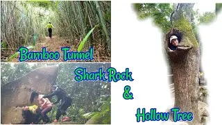 SHARK ROCK, HOLLOW TREE & BAMBOO TUNNEL