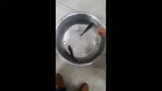 Замороженная рыба оживает
