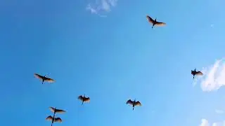 flying birds cinematic video 4k