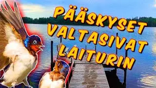 Pääskyset Valtasivat Laiturin, taisin mennä vähän häiritsemään niiden bileitä.