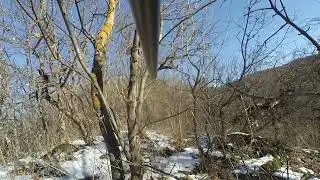 Охота на Кавказе с Лайками. Кабан вышел на охотника