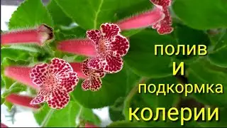 Чем удобрять,и какой водой лучше всего поливать колерии?