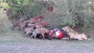 Hyena's chase lionesses off their kill
