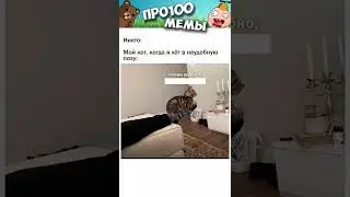 Смешные Коты 2022 Лучшие мемы и приколы с котами Мемы Про100