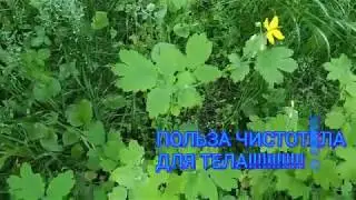 The Benefits of Celandine for the Body