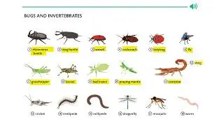 BUGS AND INVERTEBRATE VOCABULARY, INSECT VOCABULARY
