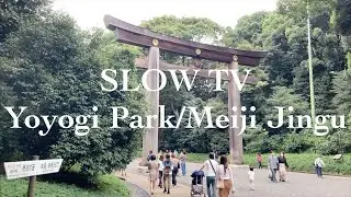 Yoyogi Park and Meiji Jingu Shrine [Slow TV]
