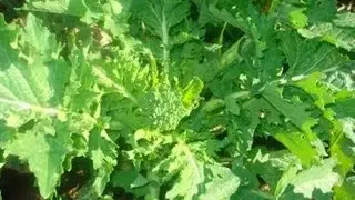 Cime di rapa semina e coltivazione dei broccoli - casaegiardino.it