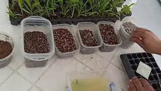Cultivo in vitro de orquídeas:            De cápsula a plantúlas en maceta de 2