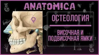 Височная ямка / Подвисочная ямка / Анатомия черепа / Остеология