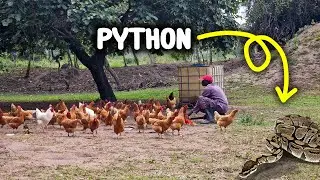 A PYTHON Attacked My Free-Range Poultry Farm