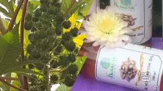 The magic of putting castor oil on your belly button