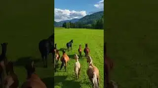 #Лошади