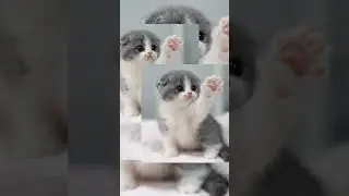 #милые#котики#топ#лайк#