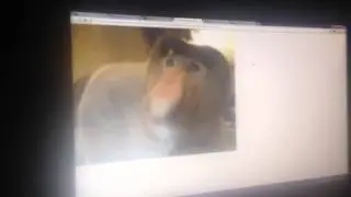 Sex