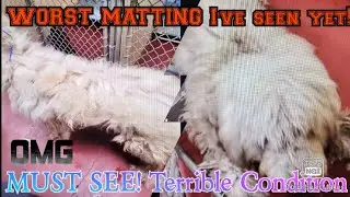 EXTREMELY MATTED | NEGLECTED DOG | SHAVE DOWN *WORST EVER*
