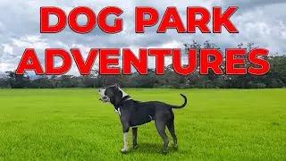 Dog Park Adventures / American Bully XL