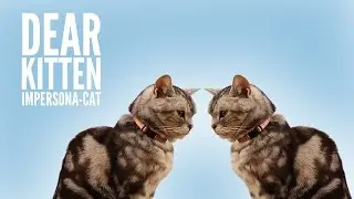 Dear Kitten: Impersona-cat