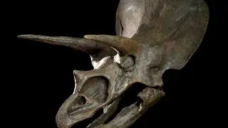 Carbon Dating of Dinosaurs? A Critique of Creationist Claims