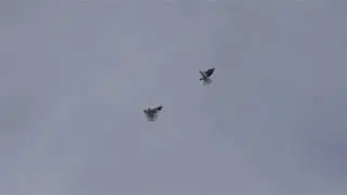 Полеты голубей Машошин В.В (11.12.17)