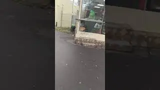 Бесплатная шаурма, Мытищи станция перловская