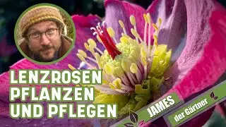 Helleborus im Garten und Kübel | James der Gärtner