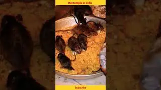 Mouse temple in  india | எலிகளுக்கான கோவில் #rattemple #rat #tamil #karnimatatemple