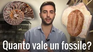 Quanto vale un fossile?