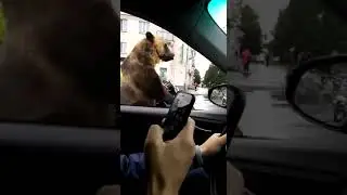 Ехали медведи на мотоциклете