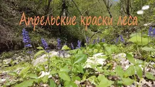 Апрельские краски леса