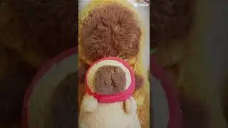 #capybara #funny