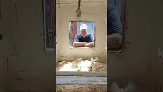 ЦЫПЛЯТА НА ОПИЛКАХ ! 26 июля 2024 год.