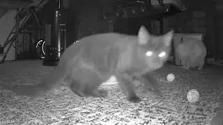 Cats Playing In a Box