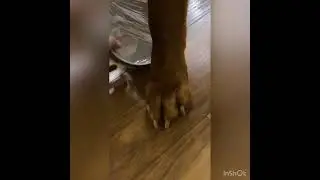prank over my dog. film