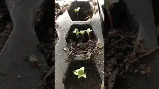 CAULIFLOWER Sprouts #gardening #zone8b #seedstarting #growyourownfood