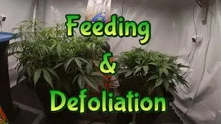 Week 7 Autoflowers & Autopots (Feeding & Defoliation)